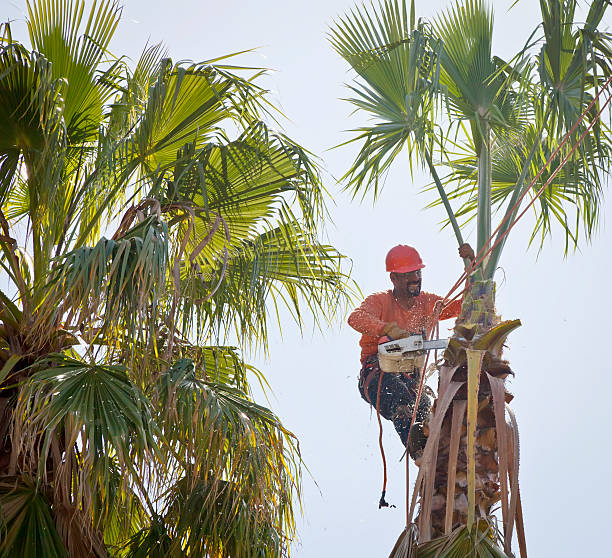 Tree Removal for Businesses